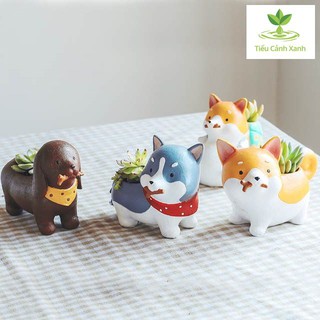 Chậu cây cún Nhật Husky