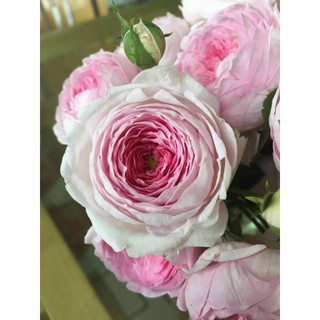 Cây hoa hồng Mon Coeur