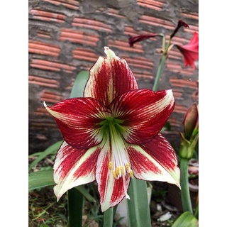 Chokchai 10 - củ hoa lan huệ ngoại