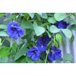 100 Hạt giống hoa đậu biếc kép
