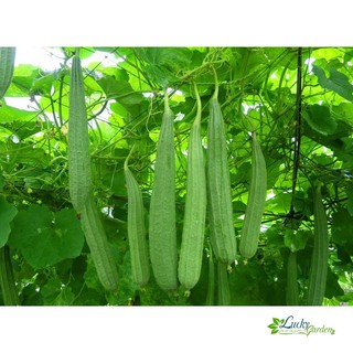 1g Hạt giống Mướp khía lai (tặng gói Kích nẩy mầm và Hướng dẫn) XTRA