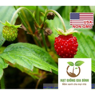 20h Hạt Giống Dâu Tây Rừng Wild Mini (B3.404 | A1)  FAMILY
