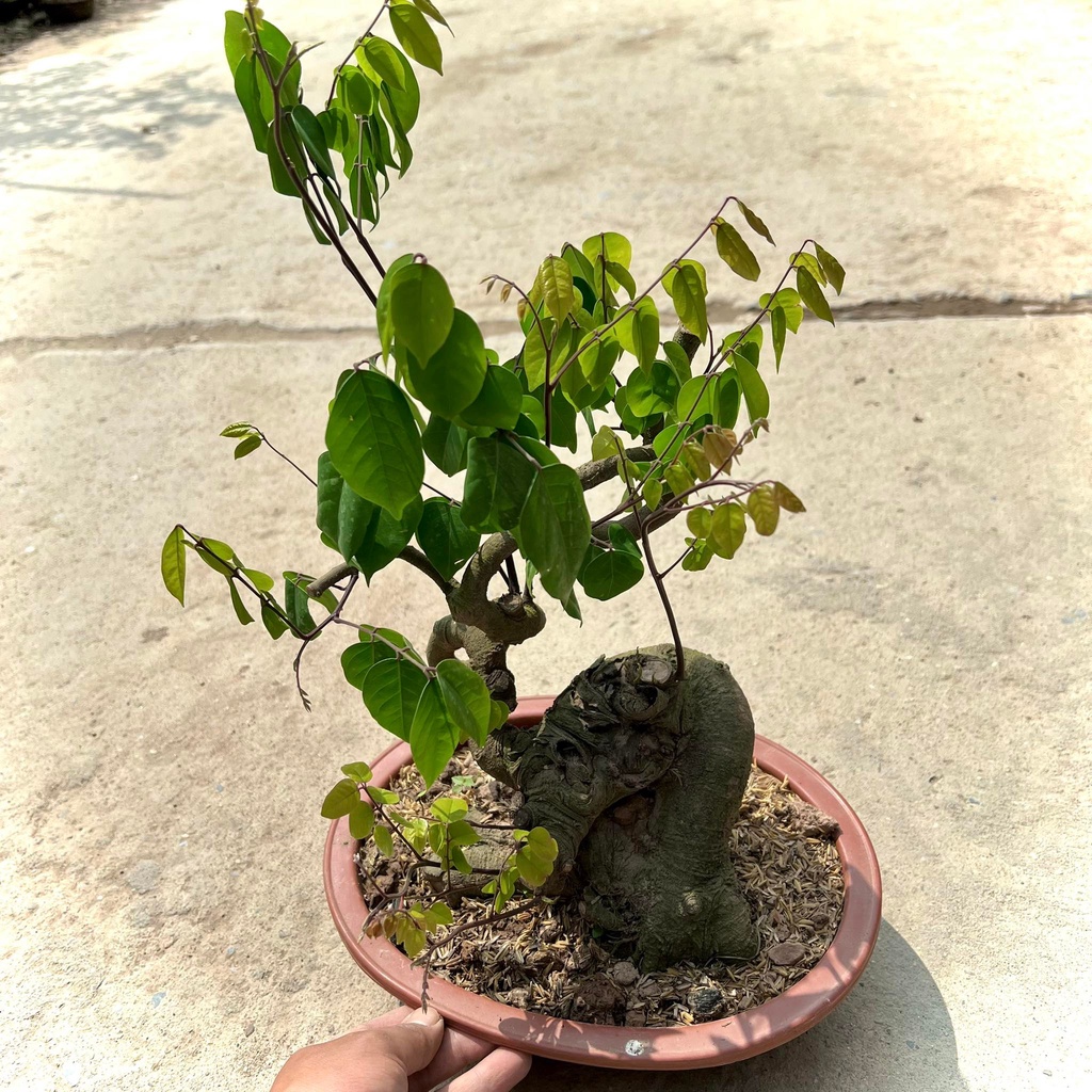 Cây khế bonsai cao 30-40cm - Khế ngọt.