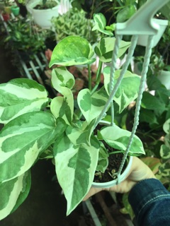 TRẦU BÀ CẨM THẠCH
