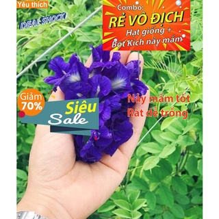 Gói 5 hạt giống hoa đậu biếc 5 hạt cánh kép -