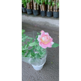 Bụi hoa hồng hoa thơm