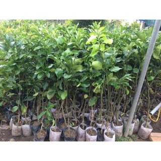 Cây Bưởi Đỏ Phúc Kiến: