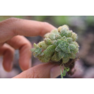 sen đá sedum lông mini 2cm