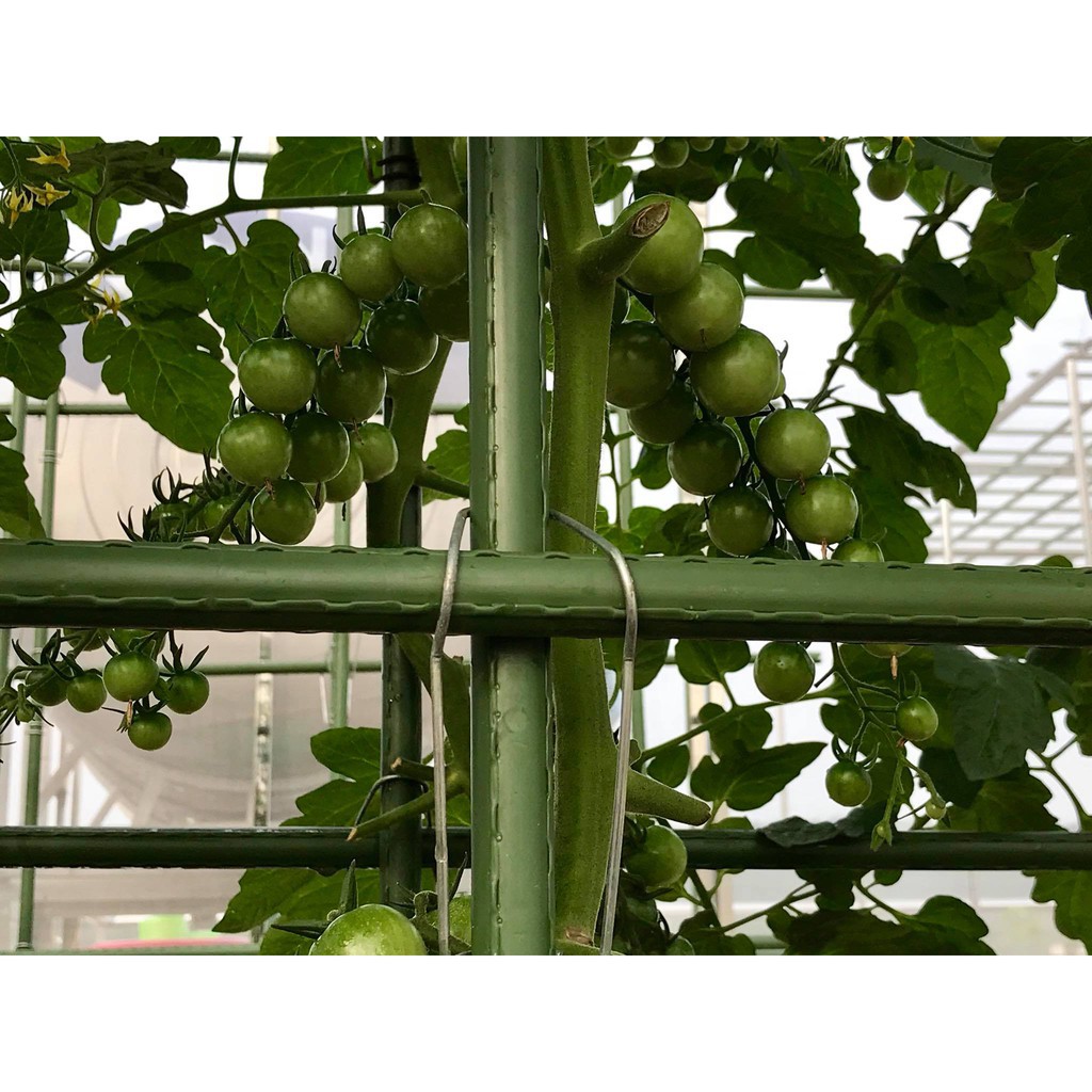 10 cọc cắm cho cây leo cao 180cm đk 16mm