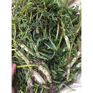 Hạt giống Rau Nhút RADO cao cấp dành cho gia đình, giống dễ trồng, giàu dinh dưỡng