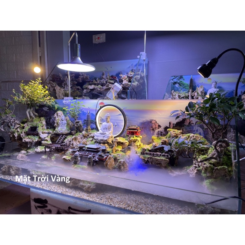 Hồ bán cạn tiểu cảnh CEO phong cách Kelsey Mặt Trời Vàng siêu độc đáo