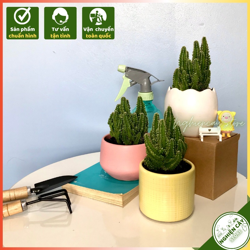 Cây xương rồng Thanh Sơn để bàn, làm quà tặng ý nghĩa