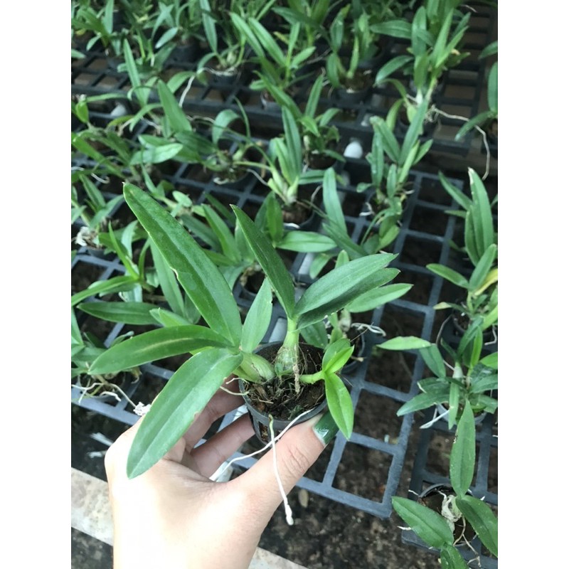 Dendro Yaya Mini Siêu Siêng Hoa