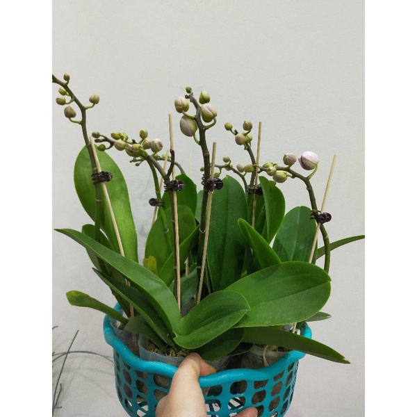 Combo 5 cây lan hồ điệp đang hoa và nụ