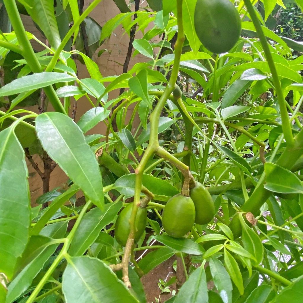 Cóc thái siêu quả, cây trưởng thành đang sẵn hoa