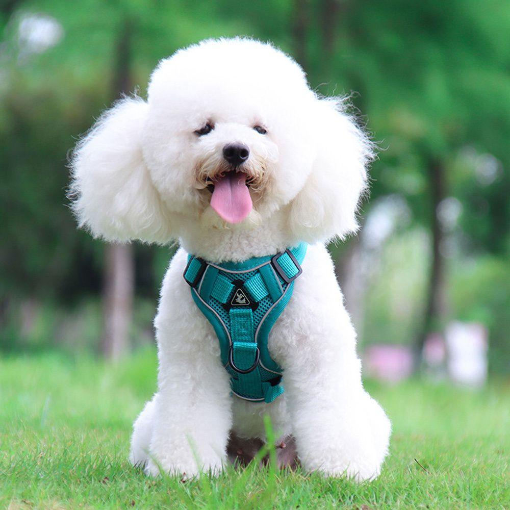 YNATURAL Breathable Small Dog Harness Leash Animal Leash Vest-style Dog Harness Anti-lost Dog Collar Dog Accessories Cat Accessories Walking Dog Leash/Multicolor