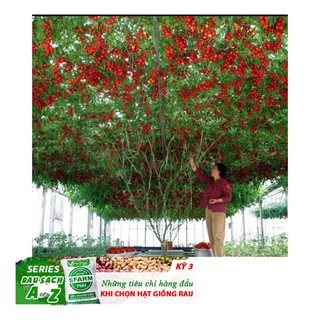 Cà Chua Bạch Tuộc ( Cà chua leo giàn) 10 hạt