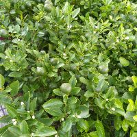 Cây Tắc đang có trái chưng tết (Quất, Hạnh)