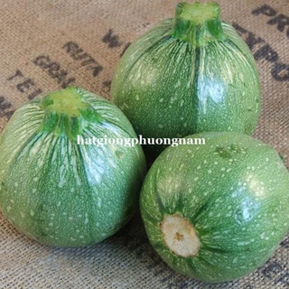 10h - hạt giống bí ngòi tròn