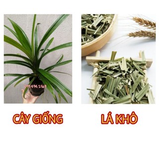 cây giống lá dứa (lá nếp)