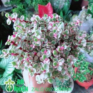 Cây cành vàng lá ngọc