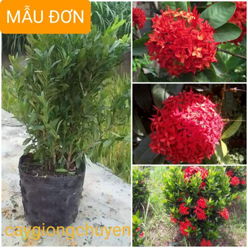 CÂY HOA MẪU ĐƠN MÀU ĐỎ CAO 40-50CM