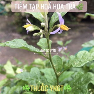 Cà gai leo 500g