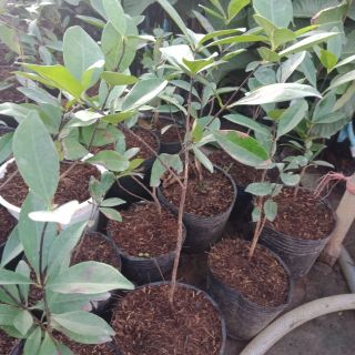 Cây  chêry nhập  khẩu  100%