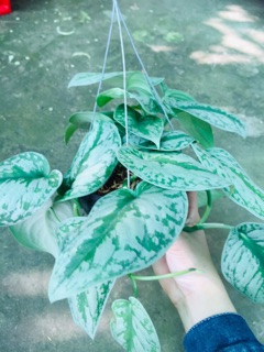 TRẦU BÀ PHÁP CHẬU GÁO DỪA