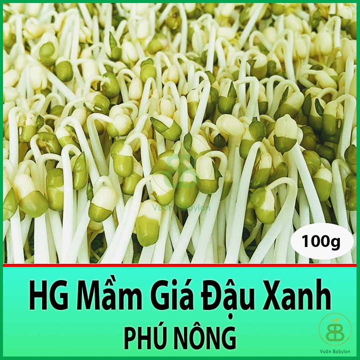 Hạt Giống Mầm Giá Đậu Xanh Dễ Trồng 100gr