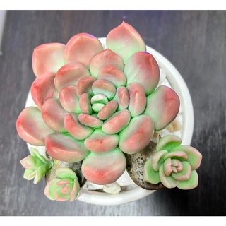 Sen đá đất sét chậu sứ có nhánh con