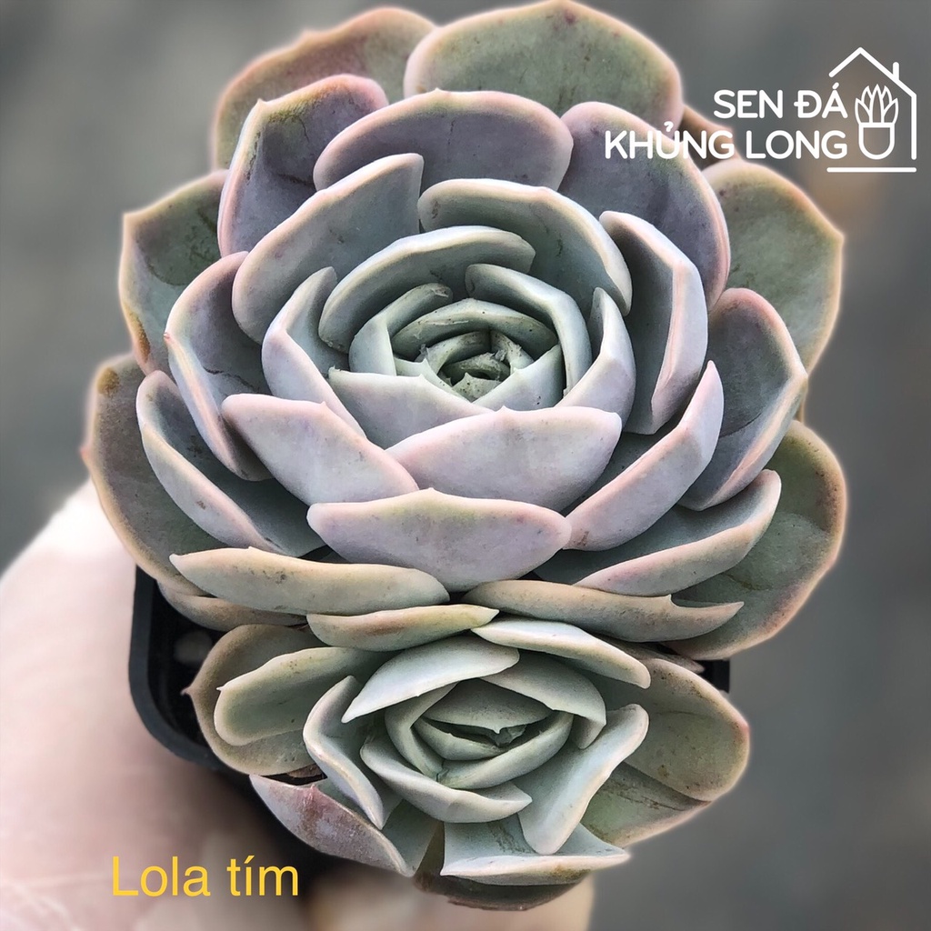 sen đá Lola Tím - echeveria blue surprise