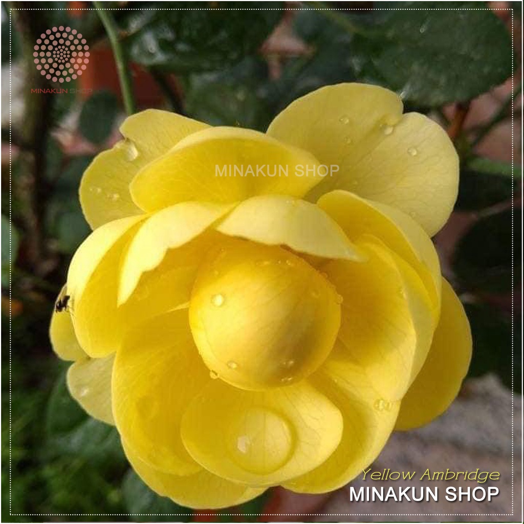 Hoa hồng ngoại Yellow Ambridge vàng cánh trứng - MinaKun Shop