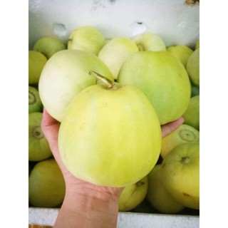 Hạt giống dưa lê M181