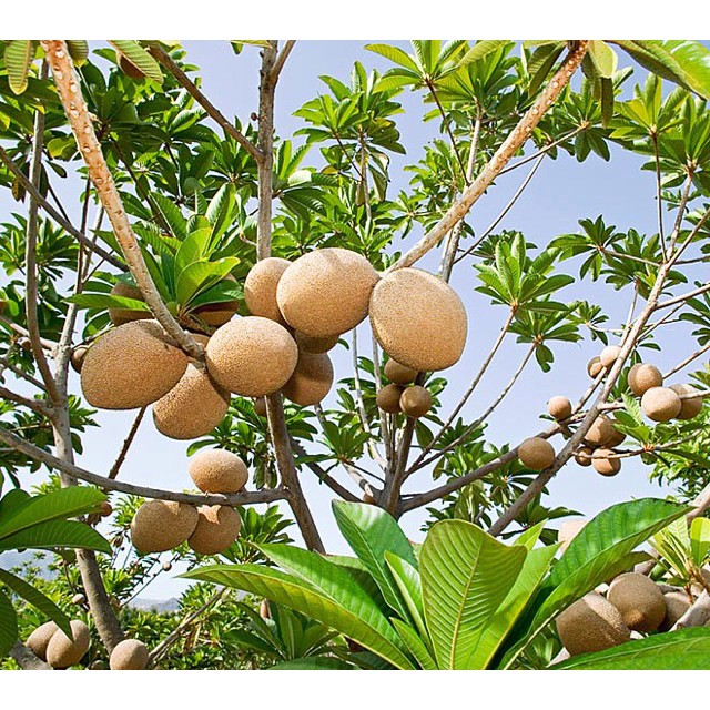 Hạt giống hồng xiêm thuần cao sản