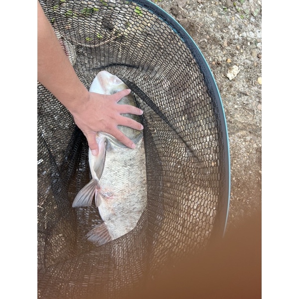 Mồi Câu Cá Mè Siêu Nhạy