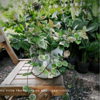 Thằn lằn... giống mới
