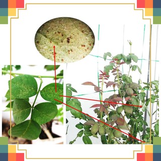 [HOT] TRICHO-BT-100GR-Phòng ngừa sâu bệnh và nấm bệnh-100G