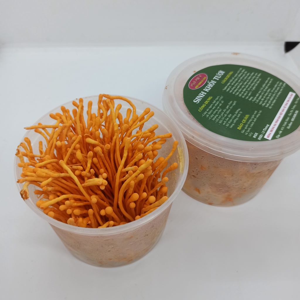 Đông Trùng Hạ Thảo tươi [1 ĐẾ] - Mỗi đế nặng 170~200g