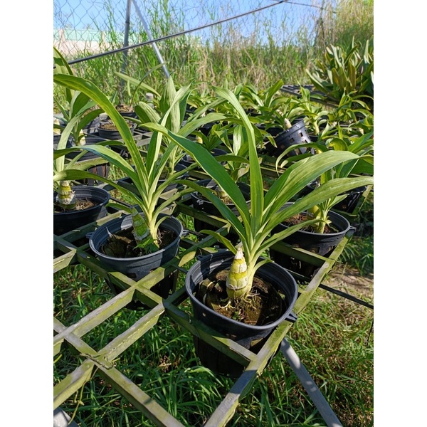 Lan Thiên Nga cây giống