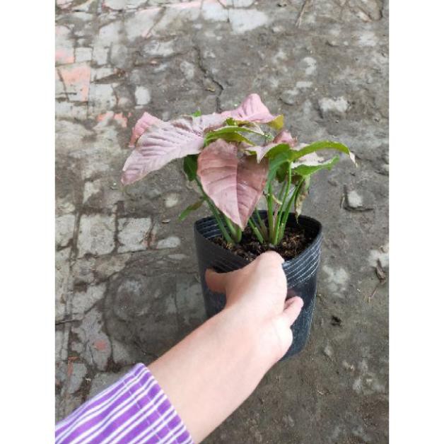 Cây trầu bà hồng