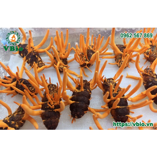 Con nhộng Đông trùng hạ thảo - Đông trùng hạ thảo kí chủ nhộng tằm Vbio