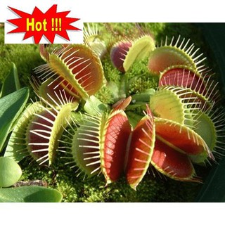 Hạt giống cây bắt côn trùng
