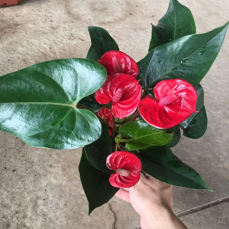 Cây Hồng Môn Đỏ Để Bàn,Trang Trí Phòng Bắt Mắt,Cây Xum Tán Như Hình