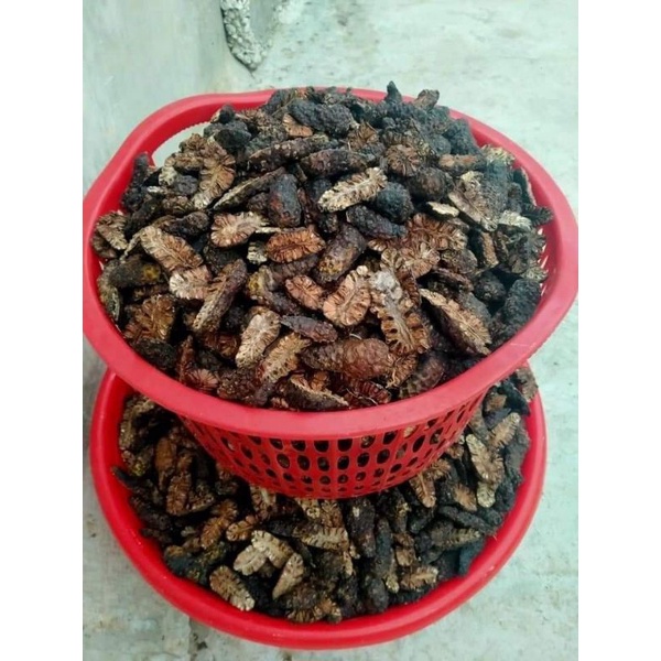 1KG Quả Nhàu Khô đẹp.ngon.thơm