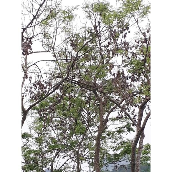 10gr Hạt sưa đỏ đã tách