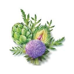 Trà Atiso Ladophar Hộp 100 Túi Lọc | BigBuy360 - bigbuy360.vn