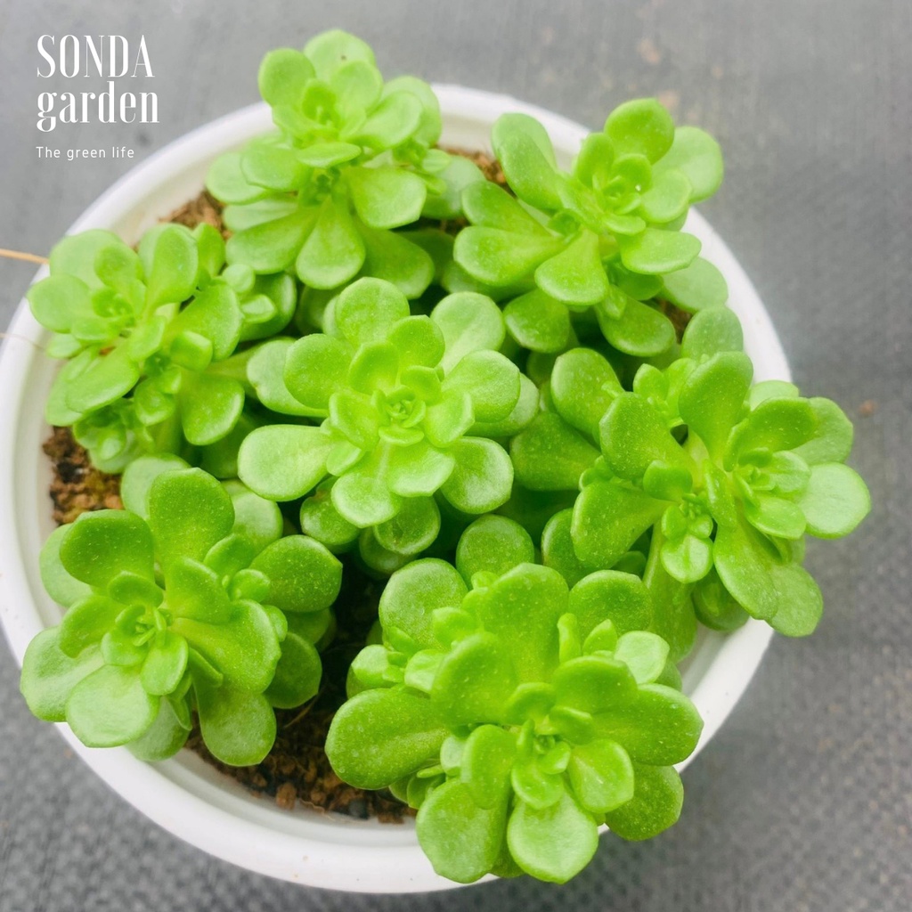 Sen đá sedum hoa hồng xanh SONDA GARDEN size trung bình 10cm, xuất xứ Đà Lạt, khoẻ đẹp, lỗi 1 đổi 1