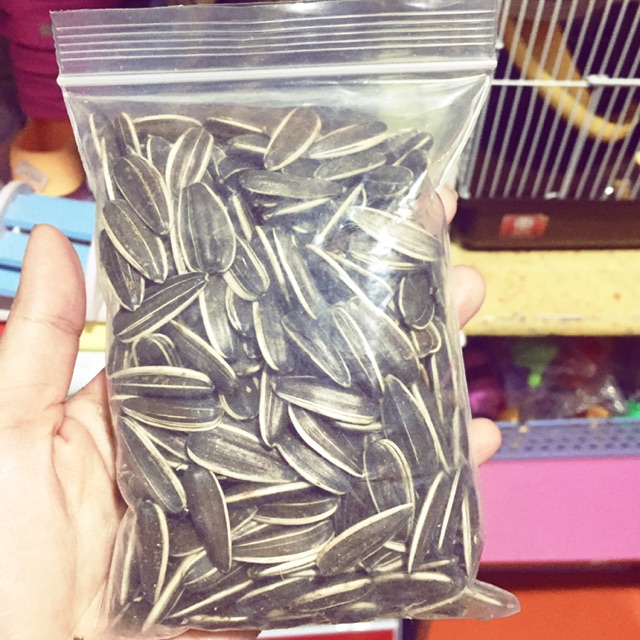 Hướng dương lớn cho thú cảnh ( hamster , vẹt , chim ......)