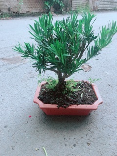 Chậu Tùng Vạn Niên 22cm